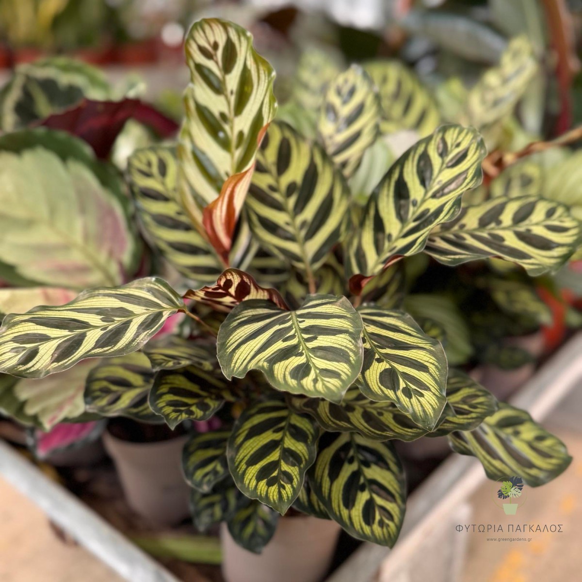 Καλαθέα (Calathea spp.) - 2